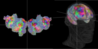 berkeley-neuroscientists-create-amazing-interactive-brain-atlas-en